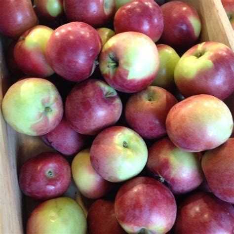apples that are similar to mcintosh